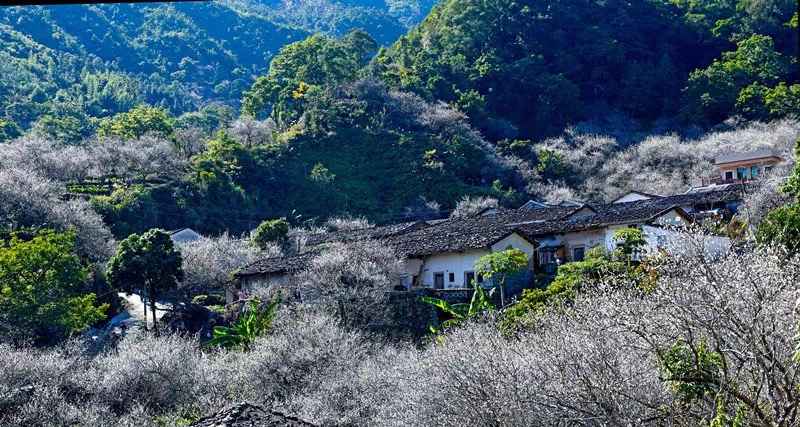【岭南影象】揭阳揭西:西坑香雪海,坪上绿云烟