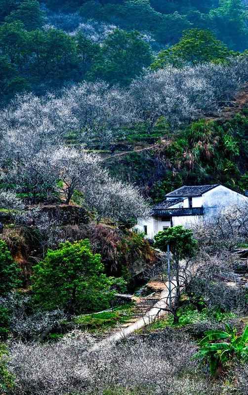 【岭南影象】揭阳揭西:西坑香雪海,坪上绿云烟