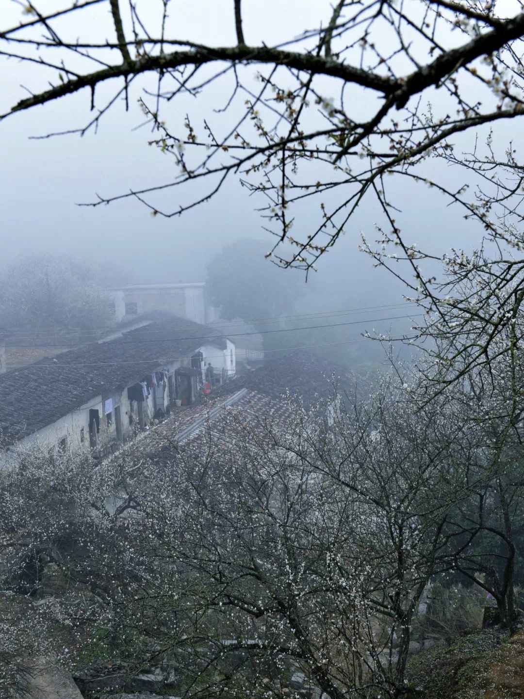 【岭南影象】揭阳揭西:西坑香雪海,坪上绿云烟
