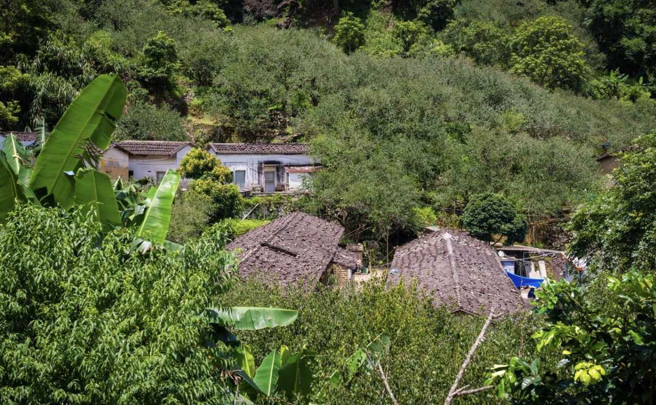 【岭南影象】揭阳揭西:西坑香雪海,坪上绿云烟