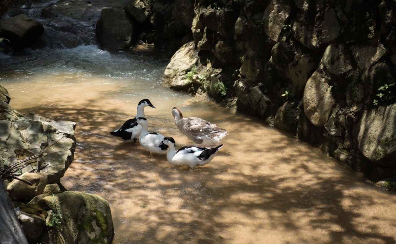 【岭南影象】揭阳揭西:西坑香雪海,坪上绿云烟
