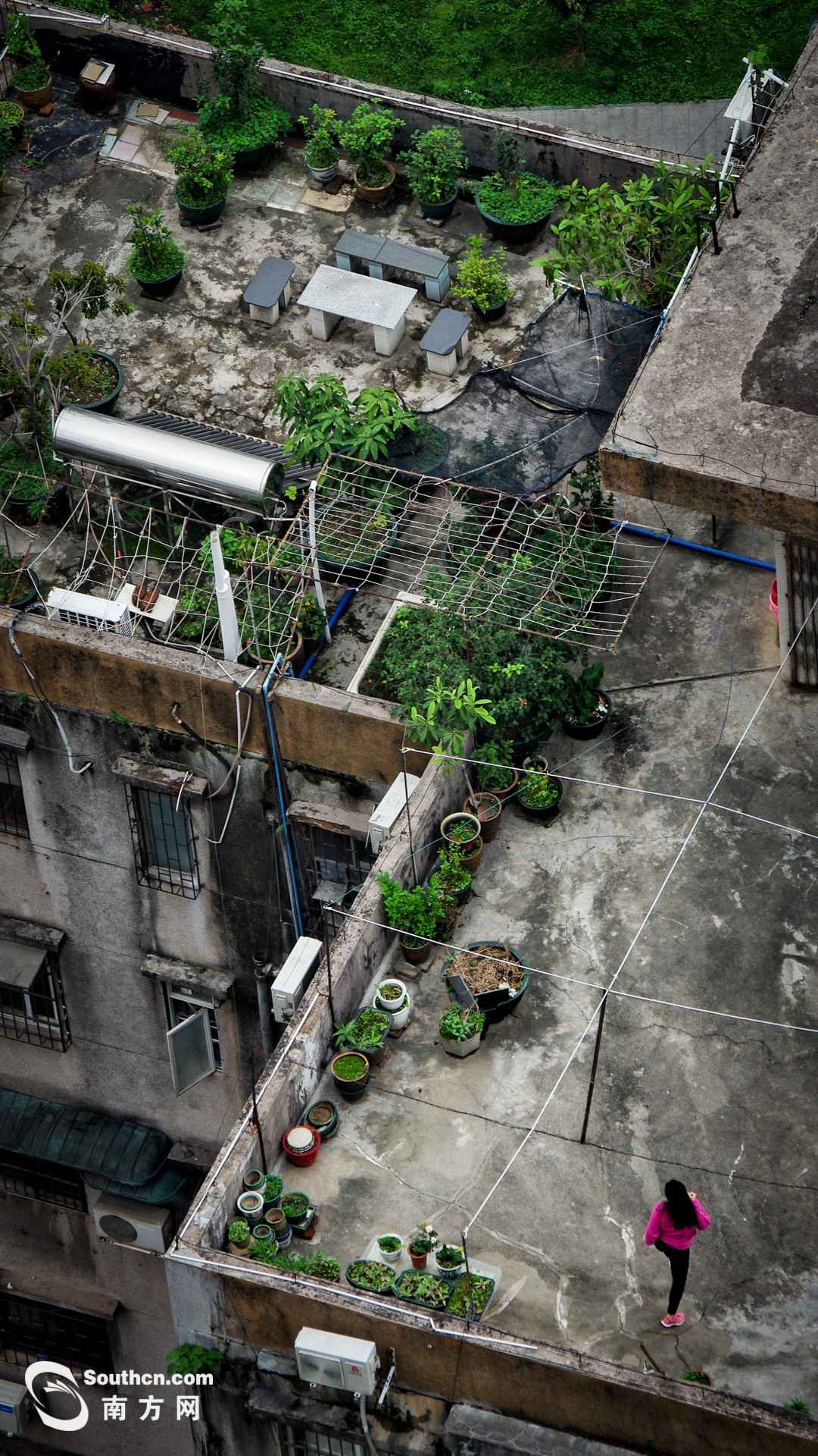 天台上的春天:方寸之地 别样糊口