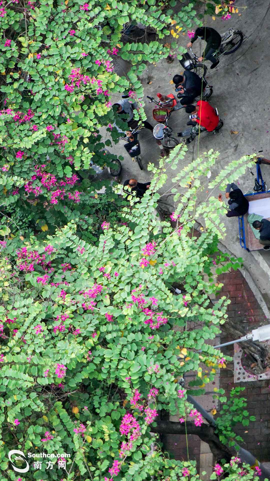 天台上的春天:方寸之地 别样糊口