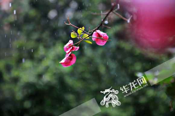 好凉爽！山城将来三天都有雨 气温每日下降