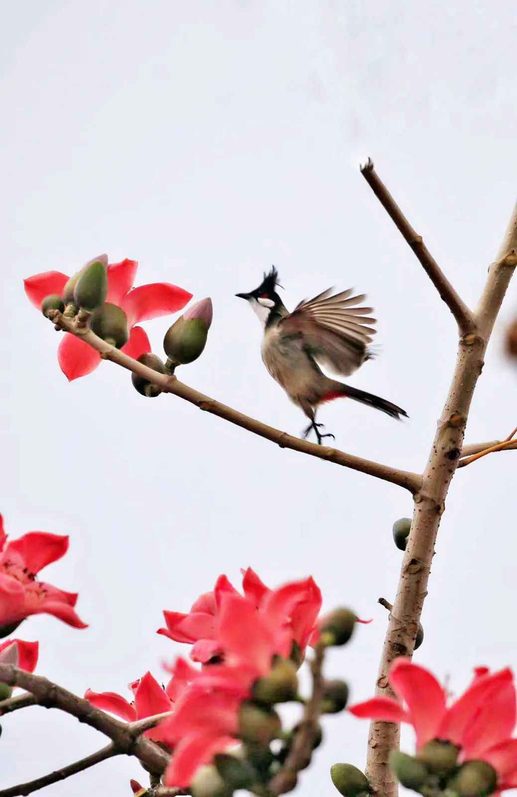鸟界也有网红景点？这些野鸟纷纷来打卡！