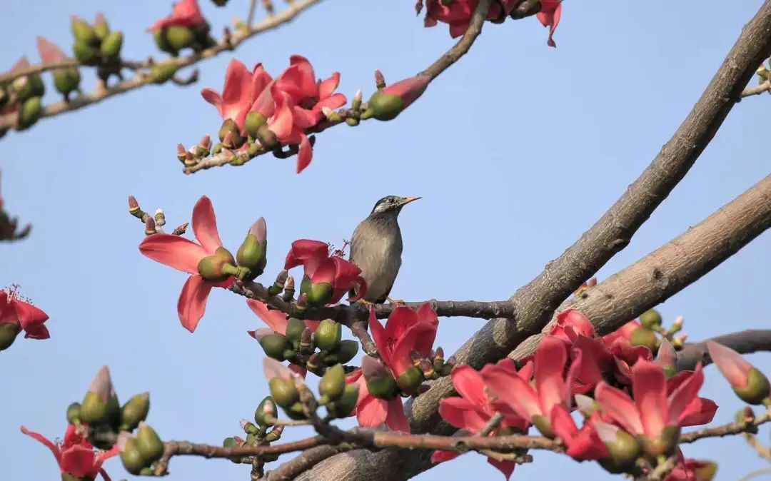 鸟界也有网红景点？这些野鸟纷纷来打卡！