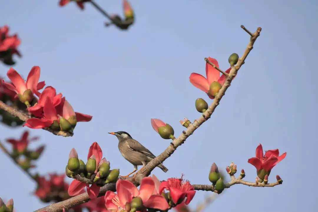 鸟界也有网红景点？这些野鸟纷纷来打卡！
