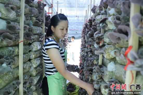 喝泉水长大的木耳成广西融水公众增收脱贫“致富花”