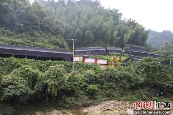 喝泉水长大的木耳成广西融水公众增收脱贫“致富花”