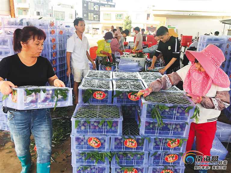 本年海口首批50余万斤妃子笑抢“鲜”发往全国