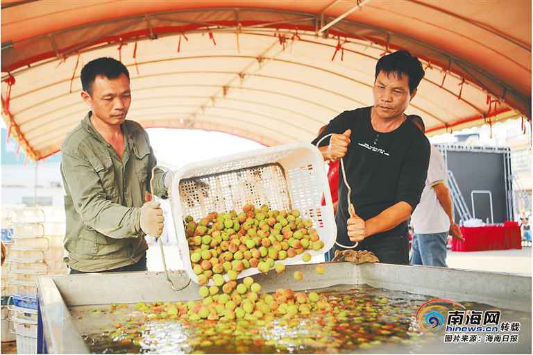 本年海口首批50余万斤妃子笑抢“鲜”发往全国