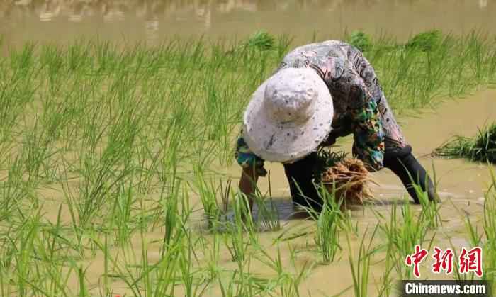 靖西：抢抓农时插秧忙 疫情之年保丰收
