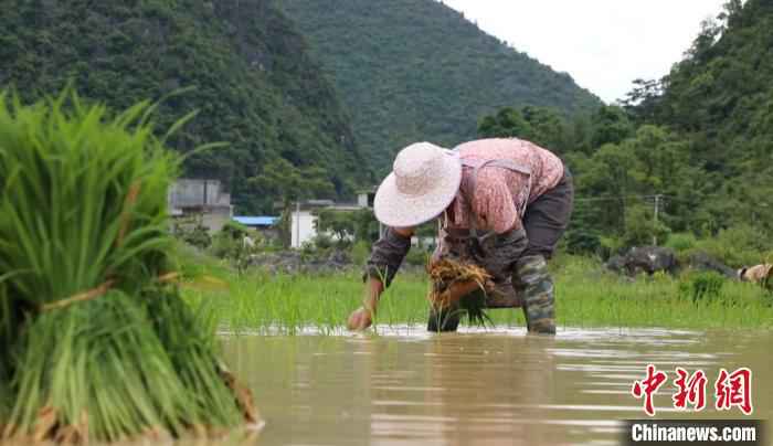 靖西：抢抓农时插秧忙 疫情之年保丰收