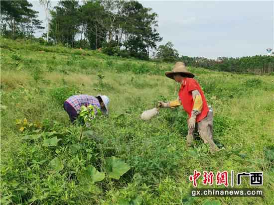 横县：蜜柚基地套种南瓜促增收