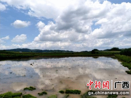 崇左江州区：浇灌用电增容为千亩农田降下“实时雨”