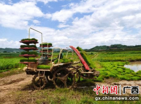 崇左江州区：浇灌用电增容为千亩农田降下“实时雨”
