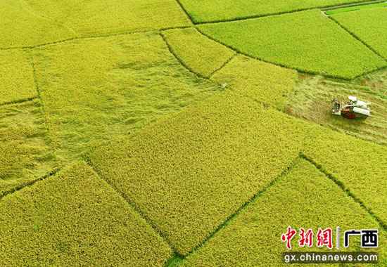 广西桂林平乐县：稻谷飘香收割忙