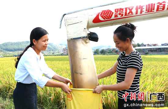 广西桂林平乐县：稻谷飘香收割忙