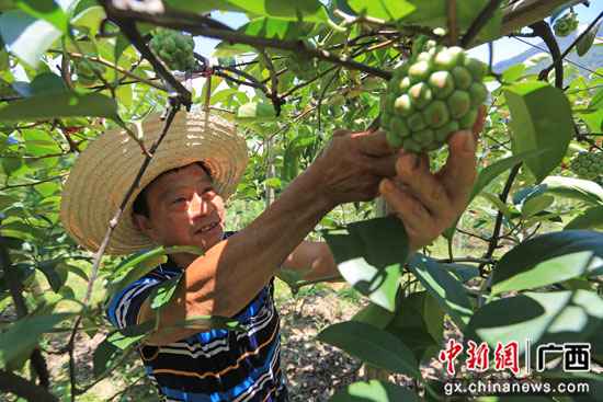 广西灵川大山瑶乡“布福娜”开出脱贫致富花