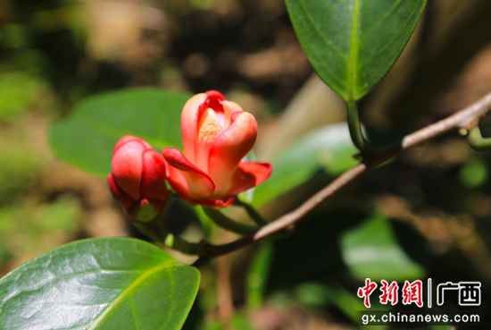 广西灵川大山瑶乡“布福娜”开出脱贫致富花