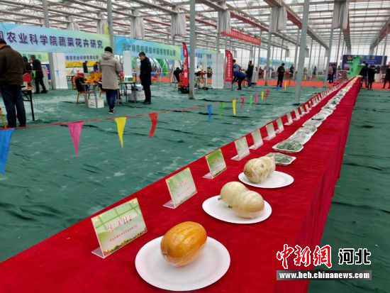 京津冀农业从业者齐聚河北饶阳 探讨蔬菜财富成长趋势——中国新闻网河北