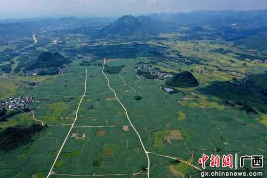 广西融安万亩蔗海成贫困群众的“绿色银行”