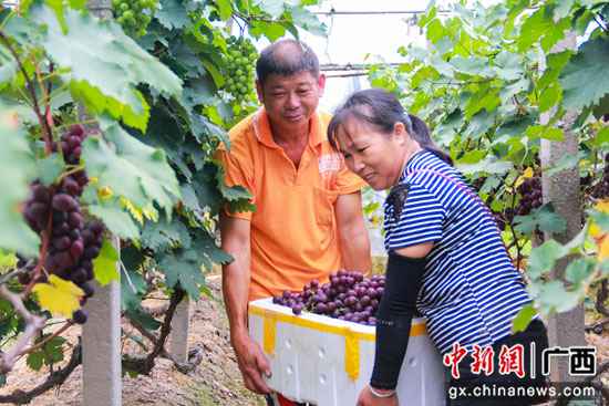 桂林临桂区：腊村的千亩葡萄熟了