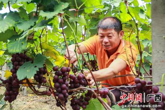 桂林临桂区：腊村的千亩葡萄熟了