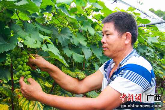桂林临桂区：腊村的千亩葡萄熟了