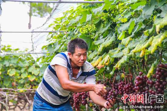 桂林临桂区：腊村的千亩葡萄熟了