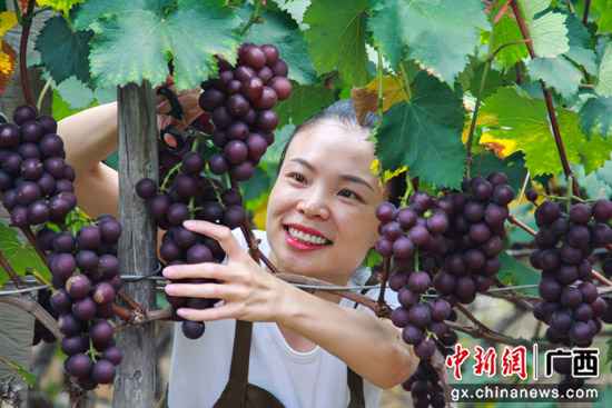 桂林临桂区：腊村的千亩葡萄熟了