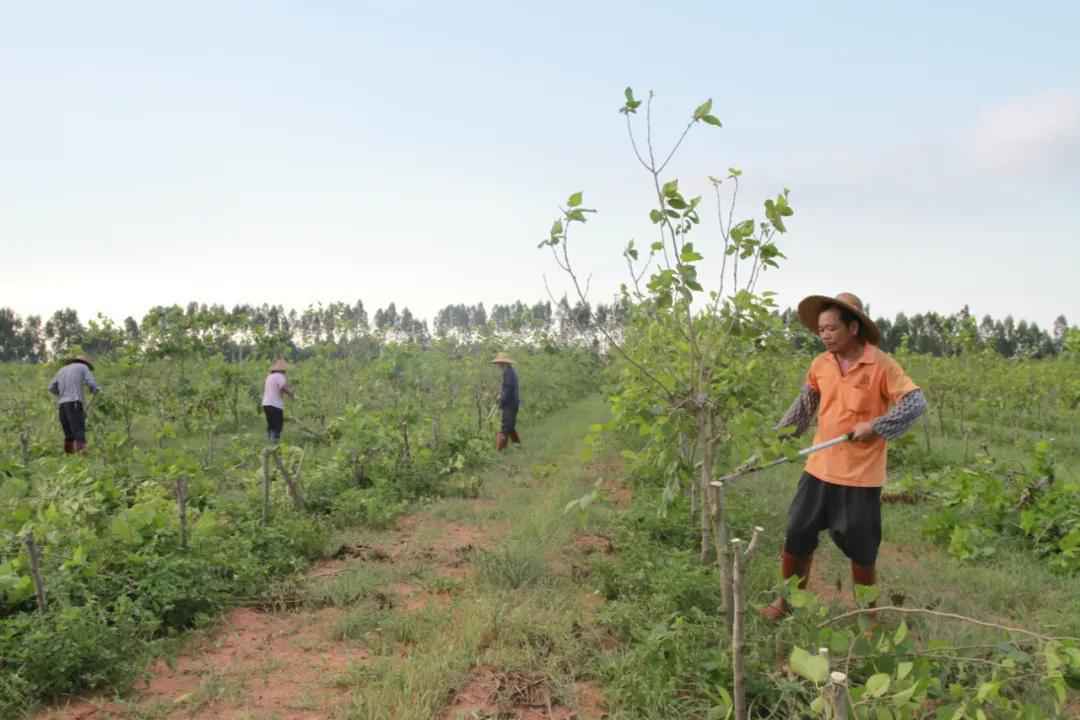 【脱贫攻坚】湛江遂溪河头镇：上坡村稳步走上“上坡路”