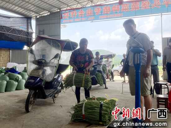 广西鹿寨：螺蛳粉配料农副财富链挑起扶贫大梁