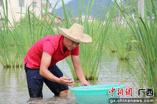 广西鹿寨：螺蛳粉配料农副财富链挑起扶贫大梁
