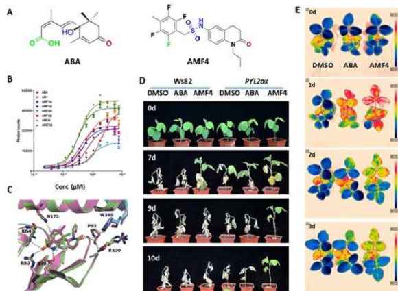 上海科学家辅佐农作物提高抗旱本事 干旱有了“克星”