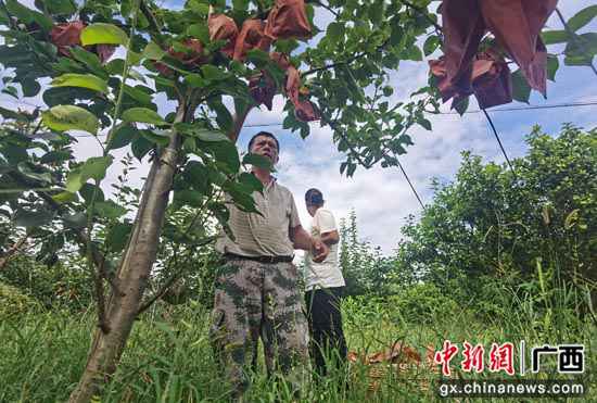 广西阳朔县阳朔镇：桂花梨香满致富路