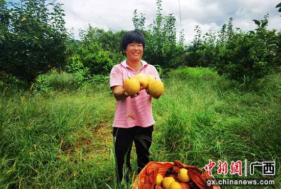 广西阳朔县阳朔镇：桂花梨香满致富路