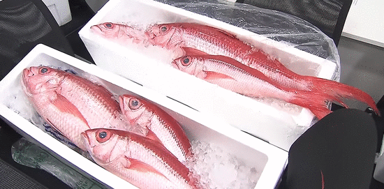 日本右翼组织渔船赴垂纶岛 被中国海警追击约四小时