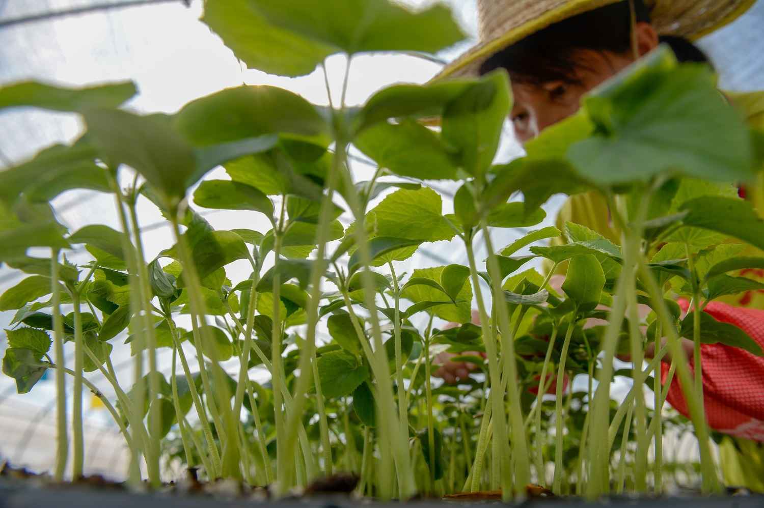 【走向我们的小康糊口】点对点专线以销促产 42条贫困村联袂振兴