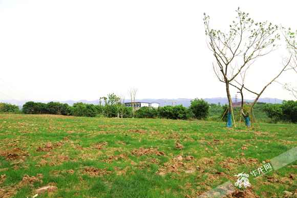 缙云山蜕变记③|生态上山 人口下山