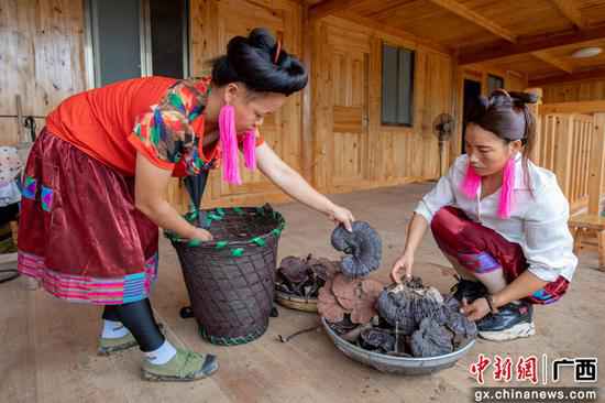 广西融水灵芝丰收 助力瑶乡脱贫致富