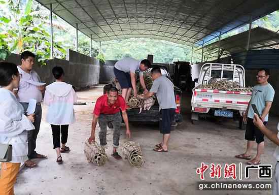 巴马加速生猪复产 贫困户实现财富增收