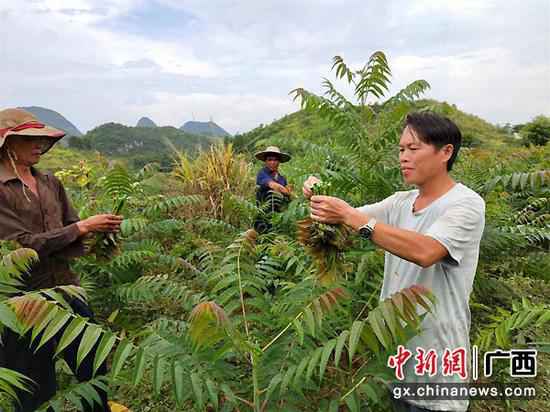 靖西：荒坡种香椿 绿了山头富了村