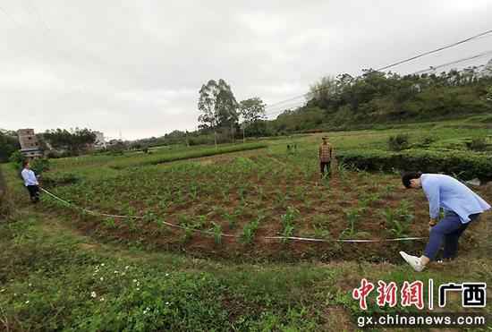 横县：财富奖补促增收 脱贫致富底气足