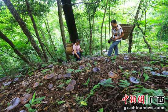 漫山遍野小灵芝铺就广西灵川县脱贫致富路
