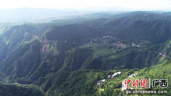 漫山遍野小灵芝铺就广西灵川县脱贫致富路