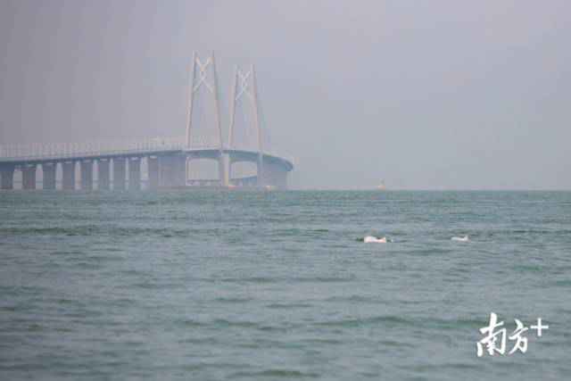 幸运！港珠澳大桥四周邂逅中华白海豚，足足10余头