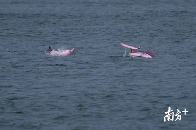 幸运！港珠澳大桥四周邂逅中华白海豚，足足10余头