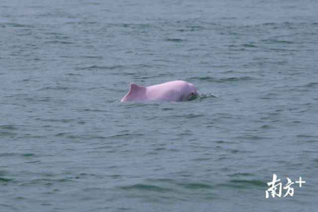 幸运！港珠澳大桥四周邂逅中华白海豚，足足10余头