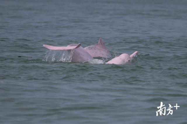 幸运！港珠澳大桥四周邂逅中华白海豚，足足10余头